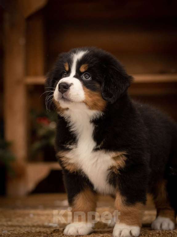 Собаки в Санкт-Петербурге: Щенок бернсокго зенненхунда. РКФ Девочка, Бесплатно - фото 2