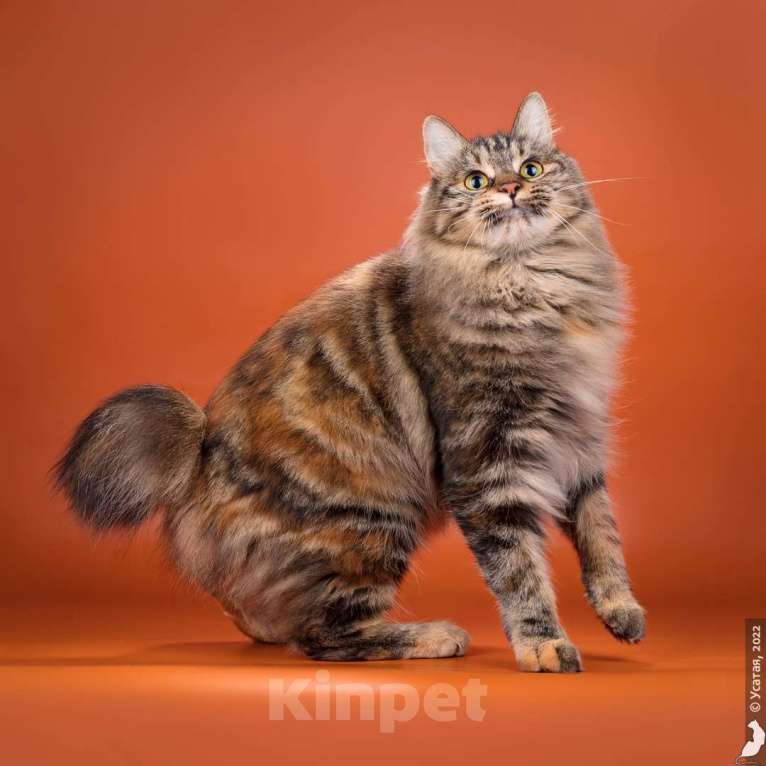 Кошки в Вологде: Курильский бобтейл котята  Девочка, 35 000 руб. - фото 3