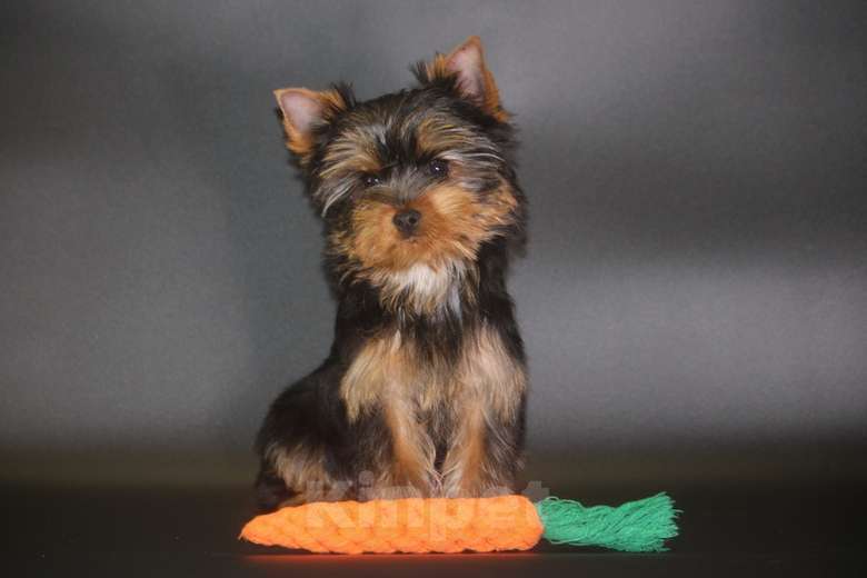 Собаки в других городах Московской области: Мальчик йоркширского терьера мелкий стандарт Мальчик, Бесплатно - фото 2