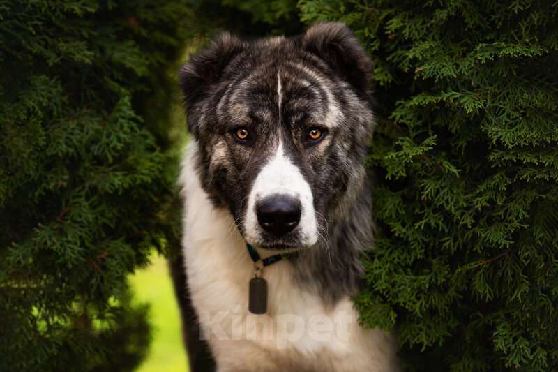 Собаки в Москве: Кавказский волкодав в добрые руки. Мальчик, Бесплатно - фото 8