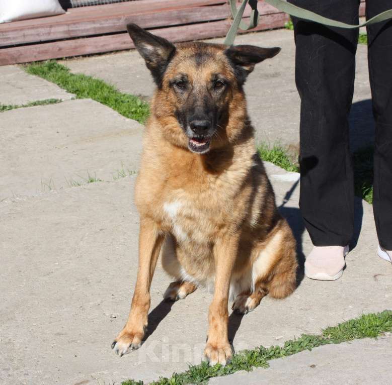Собаки в Москве: Джульетте очень нужен дом и семья  Девочка, Бесплатно - фото 3