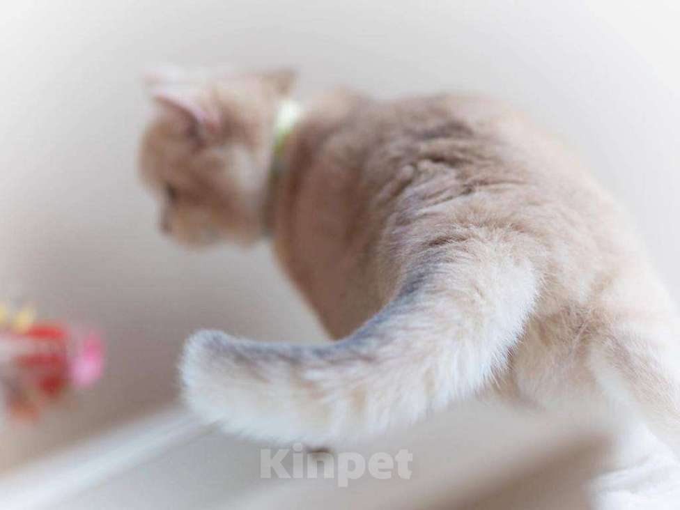 Кошки в Москве: Британская кошечка Девочка, 25 000 руб. - фото 5