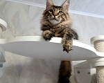 Кошки в Кемерово: Котенок Мейн-кун Разнополые, 50 000 руб. - фото 3