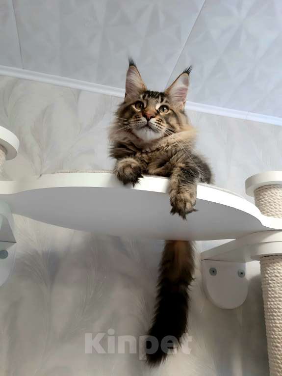 Кошки в Кемерово: Котенок Мейн-кун Разнополые, 50 000 руб. - фото 3