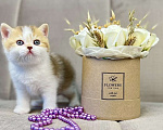 Кошки в Люберцах: Британский котенок Девочка, 25 000 руб. - фото 1
