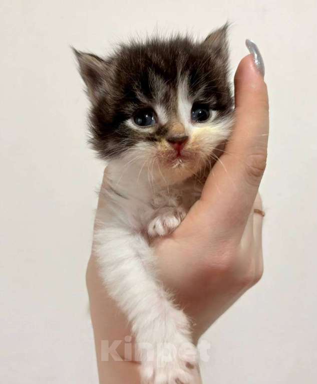 Кошки в Нижнем Новгороде: Котенок Мейн-кун Девочка, Бесплатно - фото 1