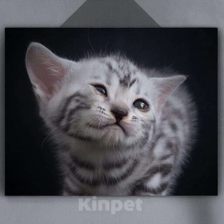 Кошки в Москве: девочка серебро Мальчик, 60 000 руб. - фото 1