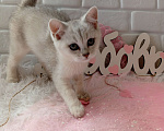 Кошки в Брянске: Снежная королева серебристая кошечка Девочка, 15 000 руб. - фото 1