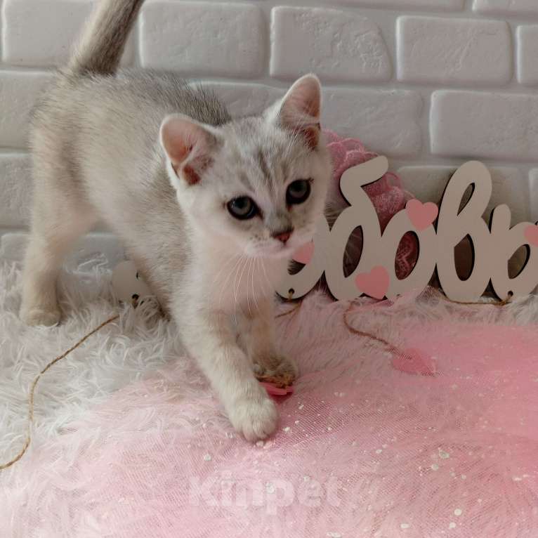 Кошки в Брянске: Снежная королева серебристая кошечка Девочка, 15 000 руб. - фото 1