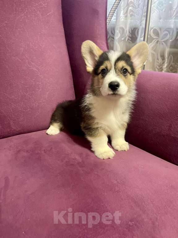 Собаки в Москве: Мальчик 4 Мальчик, 40 000 руб. - фото 3