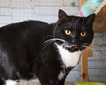 Кошки в Москве: Ищет дом настоящая кошачья принцесса — Ася! Девочка, Бесплатно - фото 5