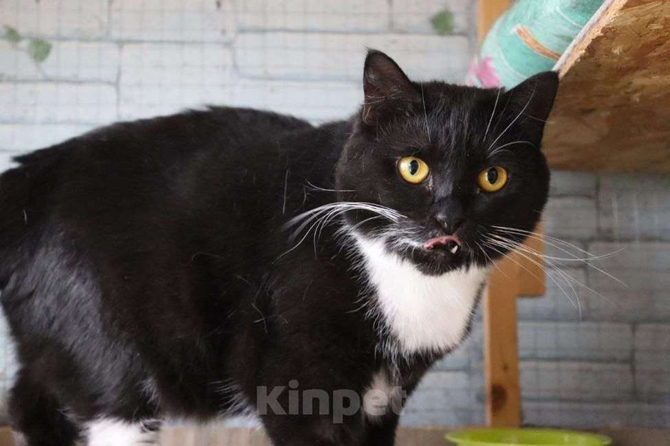 Кошки в Москве: Ищет дом настоящая кошачья принцесса — Ася! Девочка, Бесплатно - фото 5