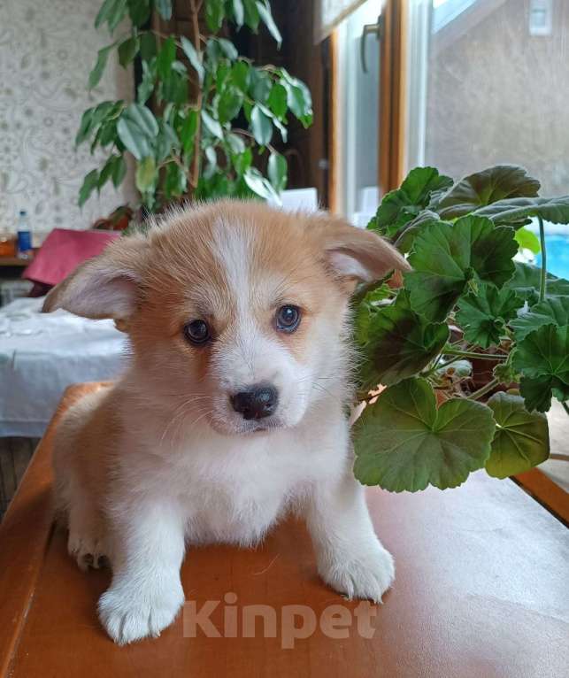 Собаки в других городах Ленинградской области: Продажа  щенков вельш корги пемброк Разнополые, 70 000 руб. - фото 3