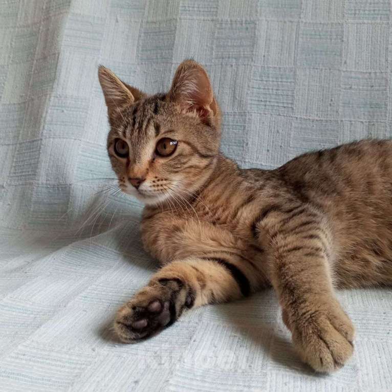 Кошки в Санкт-Петербурге: Котëнок Леоша в добрые руки Мальчик, Бесплатно - фото 9