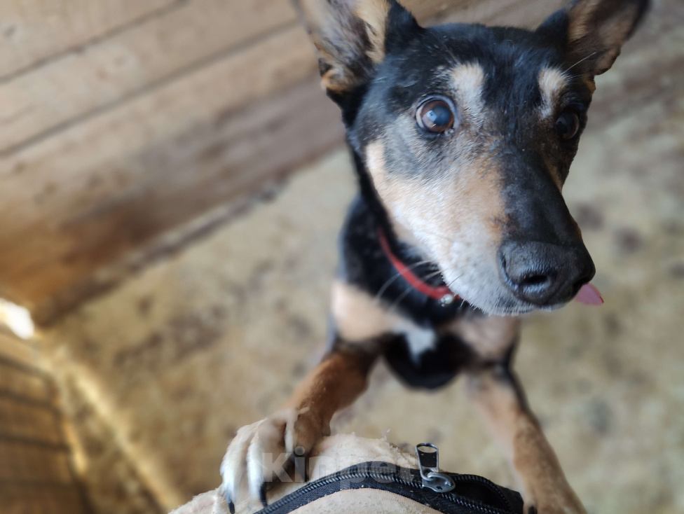 Собаки в Москве: Изящный пес Тюбик из приюта ищет дом  Мальчик, Бесплатно - фото 4