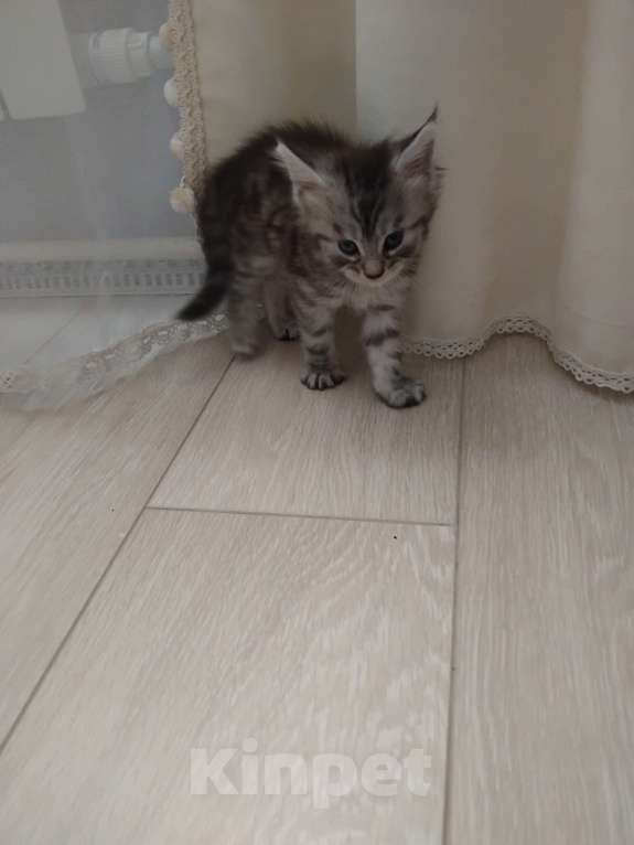 Кошки в Ставрополе: Алекс Мальчик, 20 000 руб. - фото 2