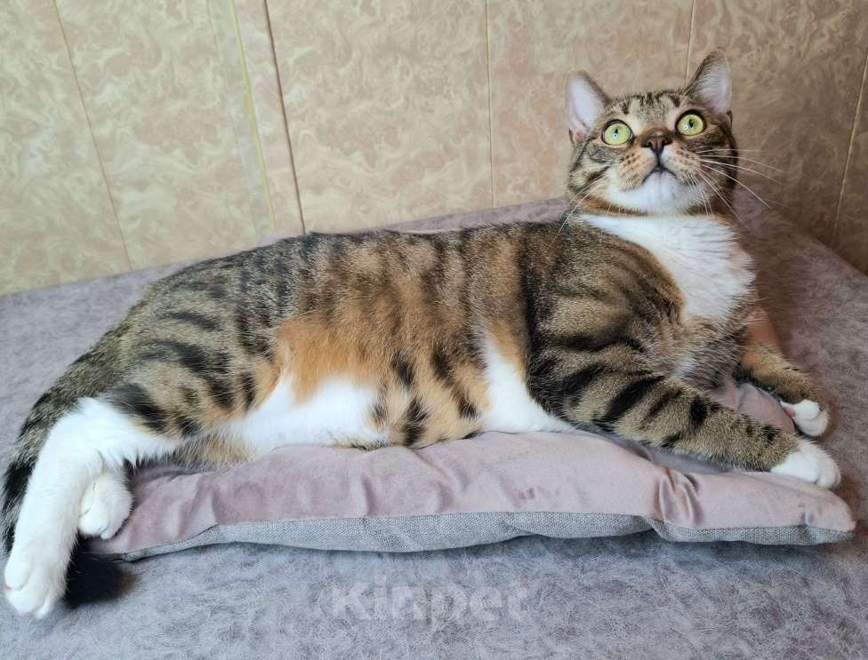 Кошки в Москве: Бруни едет на выставку-пристройство WOOF в Москву  Мальчик, Бесплатно - фото 7