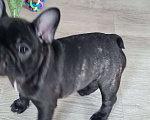 Собаки в Владивостоке: Малышка французского бульдога Девочка, 70 000 руб. - фото 3