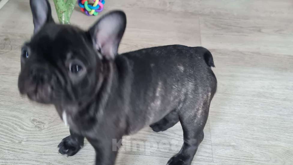 Собаки в Владивостоке: Малышка французского бульдога Девочка, 70 000 руб. - фото 3