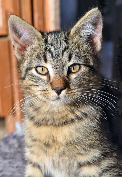 Кошки в Санкт-Петербурге: Ласковые, трогательные котята мальчики и девочки ищут дом Мальчик, 10 руб. - фото 9