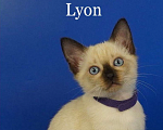 Кошки в Москве: Lyon Gamlet Мальчик, 60 000 руб. - фото 2