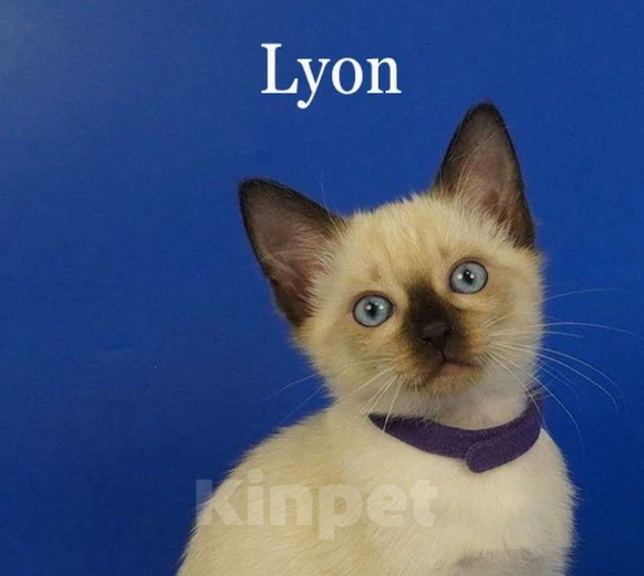 Кошки в Москве: Lyon Gamlet Мальчик, 60 000 руб. - фото 2