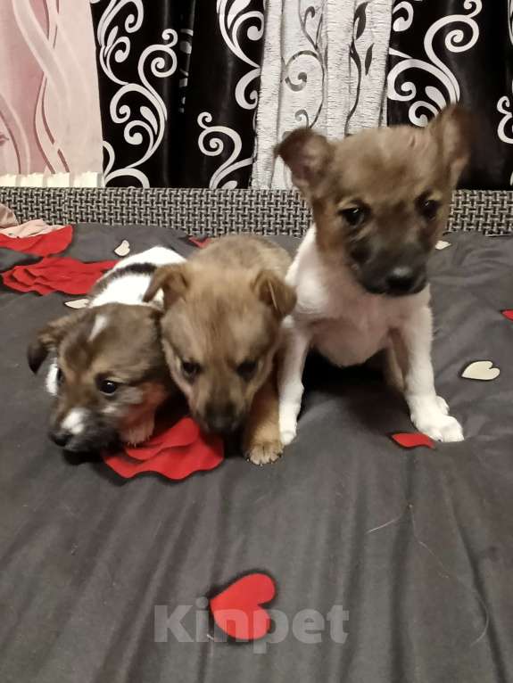 Собаки в Воскресенске: Щенок в добрые руки. Девочка, Бесплатно - фото 3