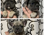 Собаки в Хабаровске: Щенок французского бульдого Мальчик, Бесплатно - фото 3