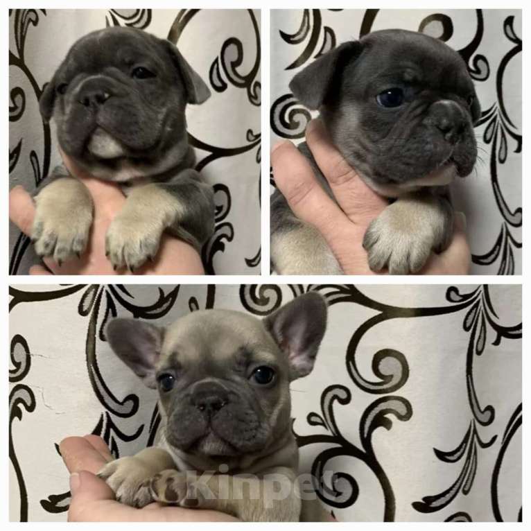 Собаки в Хабаровске: Щенок французского бульдого Мальчик, Бесплатно - фото 3