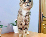 Кошки в Кувшиново: Стерилизованная и привитая красавица в дар, Бесплатно - фото 6