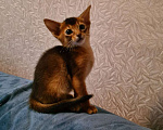 Кошки в Москве: Абиссинские котята с документами Мальчик, 25 000 руб. - фото 7