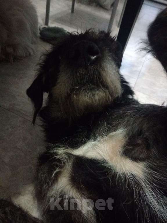 Собаки в Ростове-на-Дону: Найден метис дратхаара Мальчик, Бесплатно - фото 8