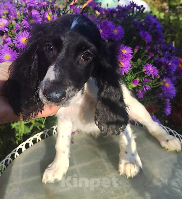 Собаки в Москве: Русский охотничий спаниель, щенок девочка Девочка, 35 000 руб. - фото 4
