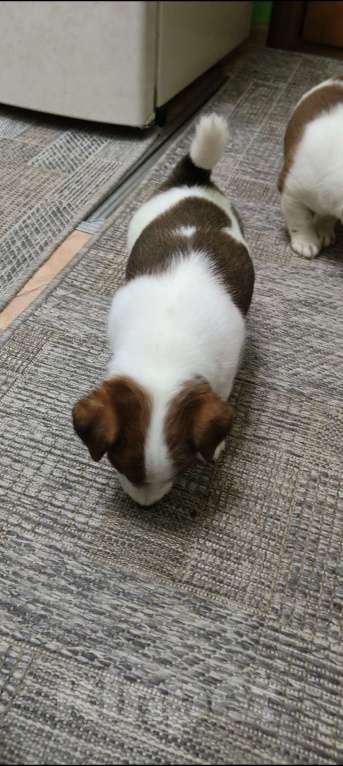 Собаки в Липецке: Щенки джек-рассел-терьер Мальчик, Бесплатно - фото 9