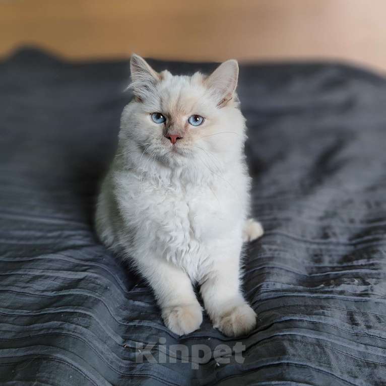 Кошки в Новосибирске: Невский маскарадный котик Мальчик, Бесплатно - фото 2