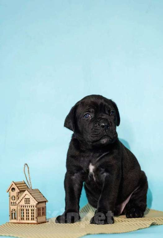 Собаки в Москве: Продажа Кане Корсо Мальчик, 60 000 руб. - фото 1