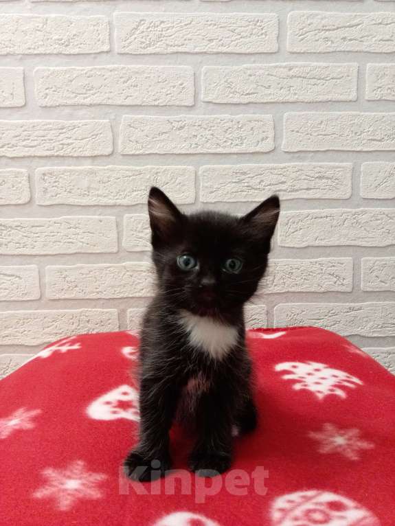 Кошки в Искитиме: Отдам кошечку в добрые руки🌼 Девочка, 1 руб. - фото 2