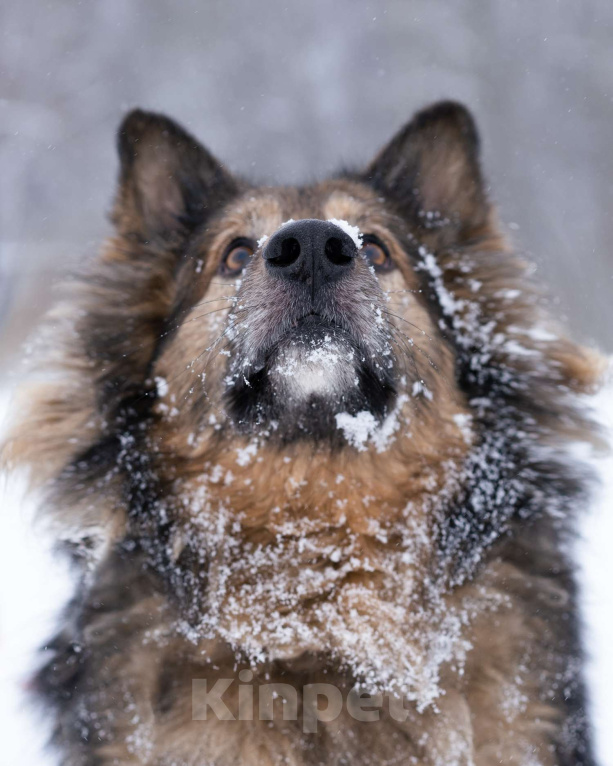 Собаки в Москве: Метис длинношёрстной овчарки в дар Мальчик, Бесплатно - фото 3