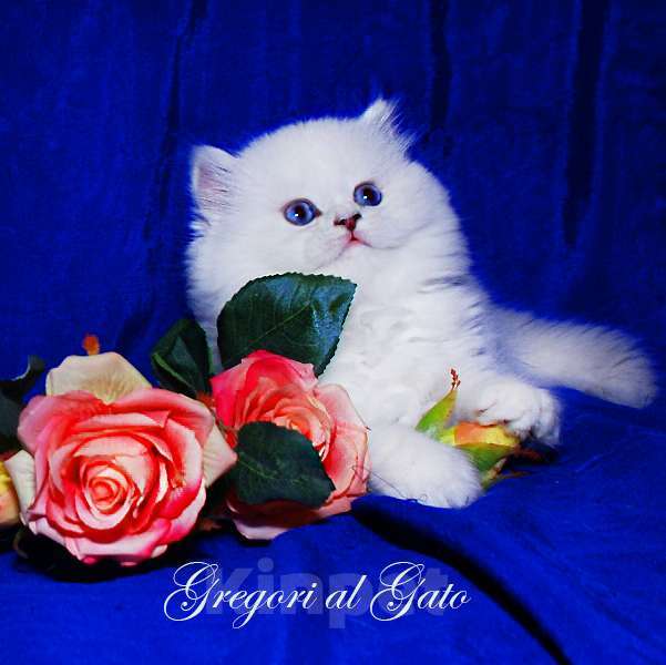 Кошки в Москве: Британские длинношерстные голубоглазые шиншиллы Девочка, 65 000 руб. - фото 2