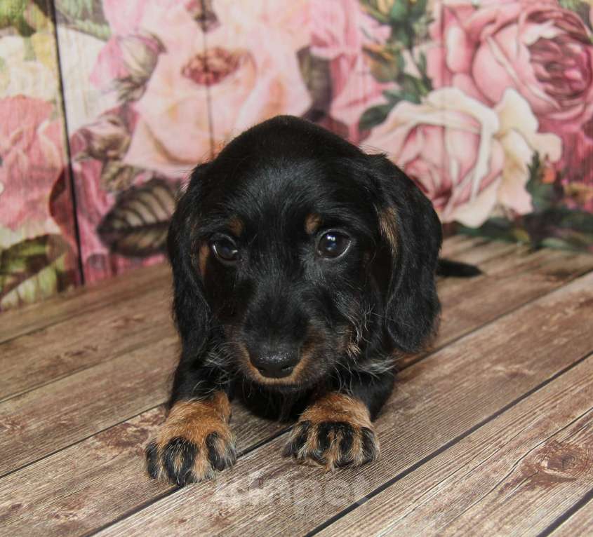 Собаки в Москве: Жесткошерстная такса Мальчик, 20 000 руб. - фото 4