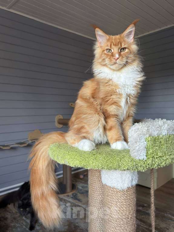 Кошки в Москве: Котёнок мейн-кун Мальчик, 75 000 руб. - фото 2