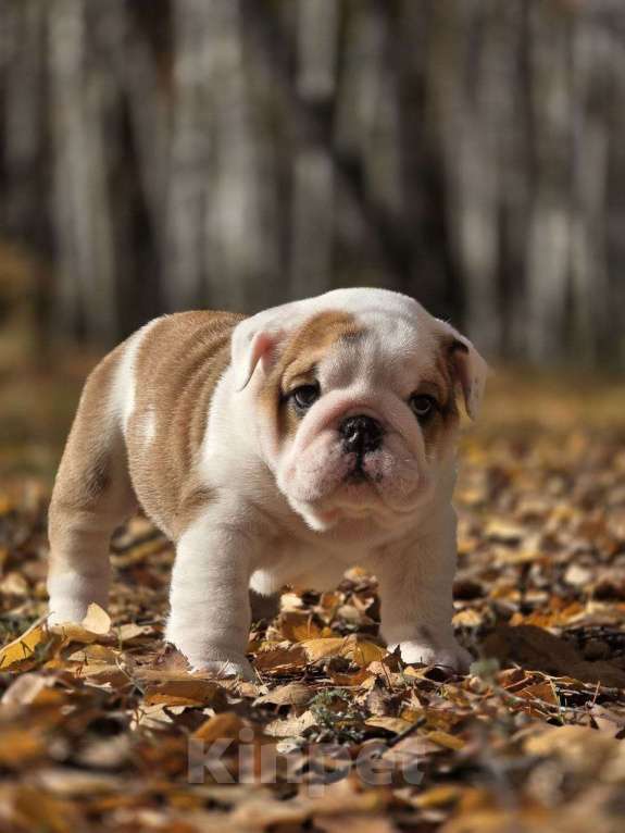 Собаки в Воронеже: Щенок английского бульдога Девочка, Бесплатно - фото 6