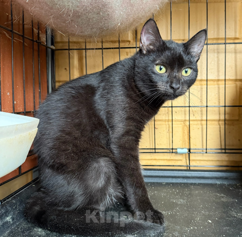 Кошки в Москве: Котёнок Мисти чёрная красавица в добрые руки Девочка, Бесплатно - фото 3