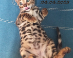 Кошки в Чехове: Чистопородный бенгальский котенок Мальчик, 37 000 руб. - фото 2