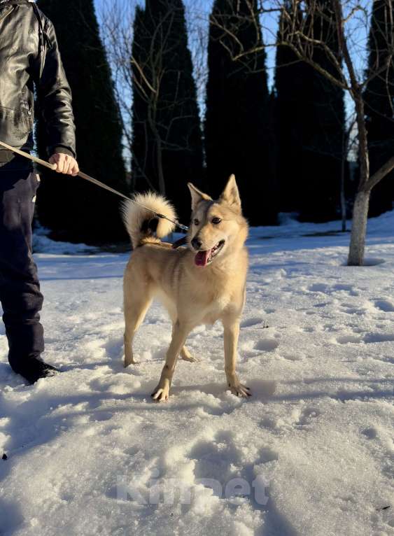 Собаки в других городах Московской области: Собака Карамелька ищет дом Девочка, Бесплатно - фото 4