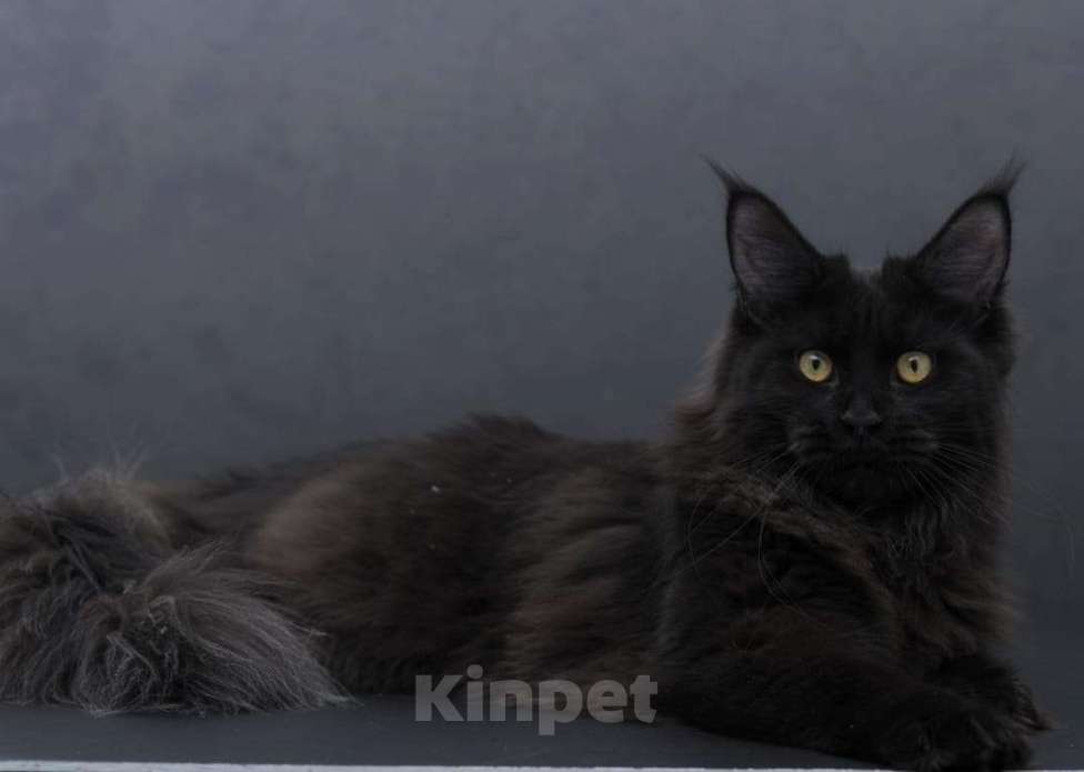 Кошки в Москве: Котенок мейн-кун  Девочка, 35 000 руб. - фото 9