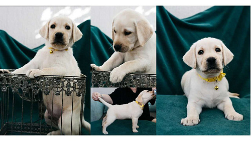 Лабрадор-ретривер, щенок
