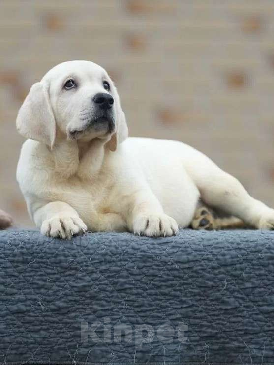 Собаки в других городах Московской области: Палевые щенки Лабрадора от Чемпиона Мира Мальчик, 90 000 руб. - фото 5