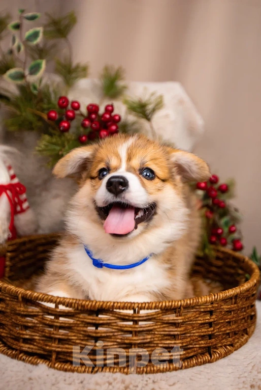 Собаки в Новосибирске: Винзор мальчик Вельш-корги Пемброк Мальчик, 75 000 руб. - фото 3