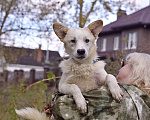 Собаки в Москве: Добрый Кай пёсик носик ищет дом Мальчик, Бесплатно - фото 2